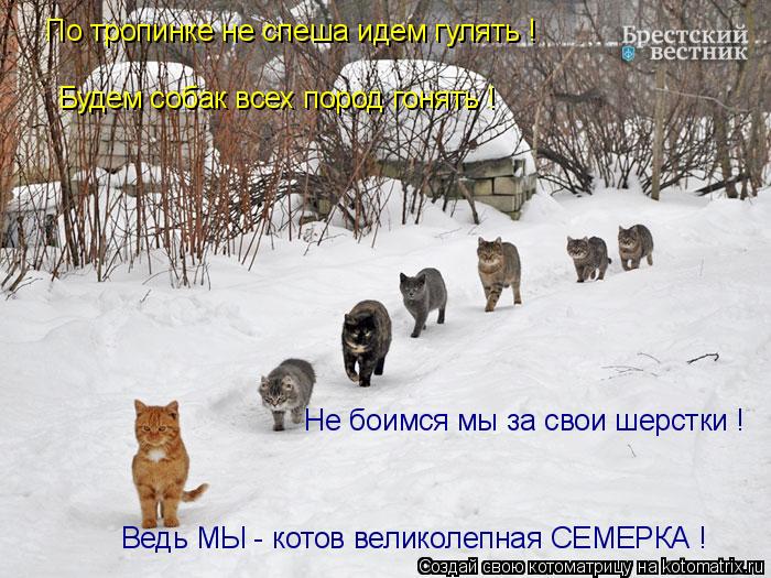По тропинке не спеша идем гулять ! Будем собак всех пород гонять ! Не боимся мы за свои шерстки ! Вед... Котоматрица: По тропинке не спеша идем гулять ! Будем собак всех пород гонять ! Не боимся мы за свои шерстки ! Ведь МЫ - котов великолепная СЕМЕРКА !