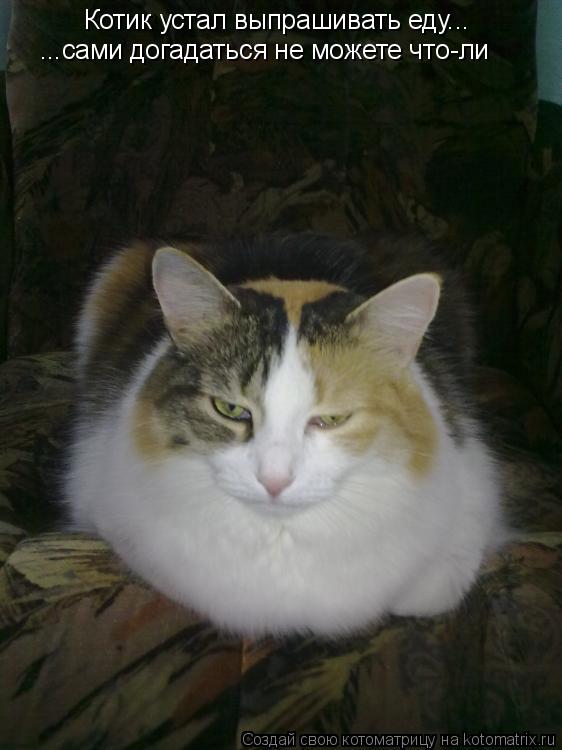 Котик устал выпрашивать еду... ...сами догадаться не можете что-ли... Котоматрица: Котик устал выпрашивать еду... ...сами догадаться не можете что-ли