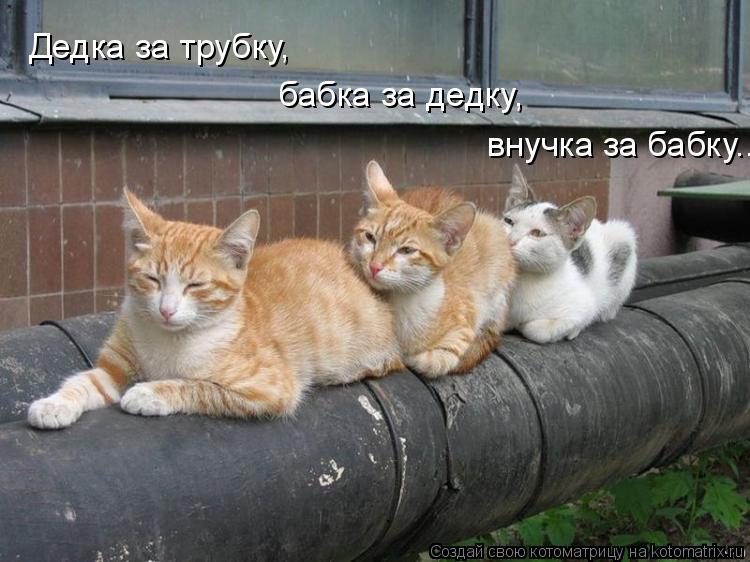 Дедка за трубку, бабка за дедку, внучка за бабку...... Котоматрица: Дедка за трубку, бабка за дедку, внучка за бабку...