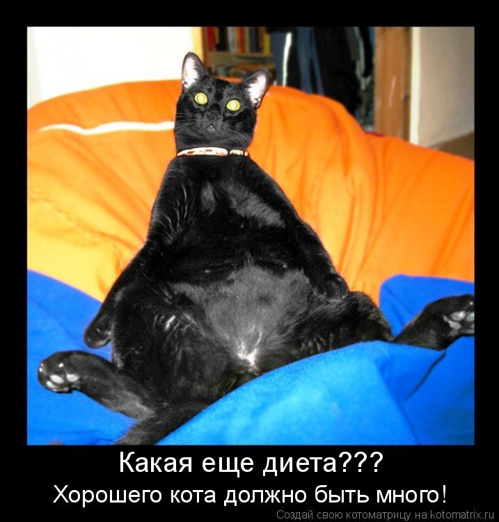 Какая еще диета??? Хорошего кота должно быть много!... Котоматрица: Какая еще диета??? Хорошего кота должно быть много!