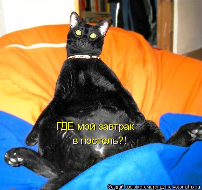 ГДЕ мой завтрак в постель?!... Котоматрица: ГДЕ мой завтрак в постель?!