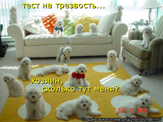 тест на трезвость... сколько тут меня? хозяин,... Котоматрица: тест на трезвость... сколько тут меня? хозяин,