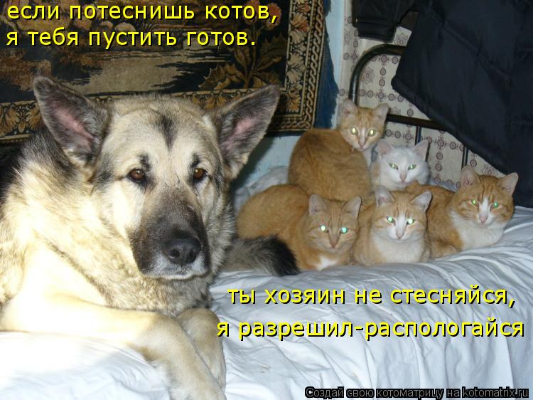 если потеснишь котов, я тебя пустить готов. ты хозяин не стесняйся, я разрешил-распологайся... Котоматрица: если потеснишь котов, я тебя пустить готов. ты хозяин не стесняйся, я разрешил-распологайся