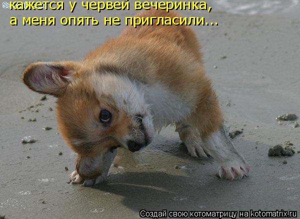 кажется у червей вечеринка, а меня опять не пригласили...... Котоматрица: кажется у червей вечеринка, а меня опять не пригласили...