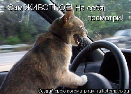 - Сам ЖИВОТНОЕ! На себя посмотри!... Котоматрица: - Сам ЖИВОТНОЕ! На себя посмотри!