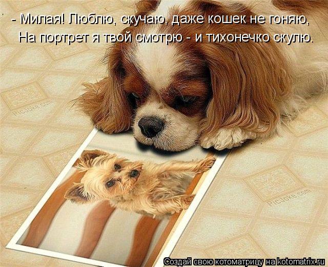 - Милая! Люблю, скучаю, даже кошек не гоняю, На портрет я твой смотрю - и тихонечко скулю.... Котоматрица: - Милая! Люблю, скучаю, даже кошек не гоняю, На портрет я твой смотрю - и тихонечко скулю.