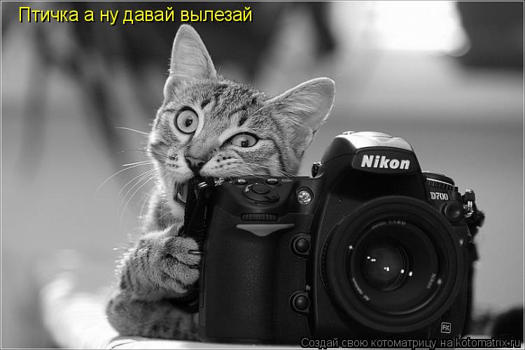 Птичка а ну давай вылезай... Котоматрица: Птичка а ну давай вылезай