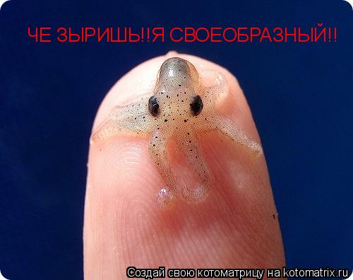 ЧЕ ЗЫРИШЬ!!Я СВОЕОБРАЗНЫЙ!!... Котоматрица: ЧЕ ЗЫРИШЬ!!Я СВОЕОБРАЗНЫЙ!!
