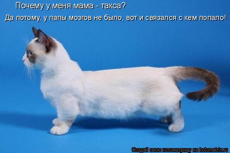 Почему у меня мама - такса? Да потому, у папы мозгов не было, вот и связался с кем попало!... Котоматрица: Почему у меня мама - такса? Да потому, у папы мозгов не было, вот и связался с кем попало!