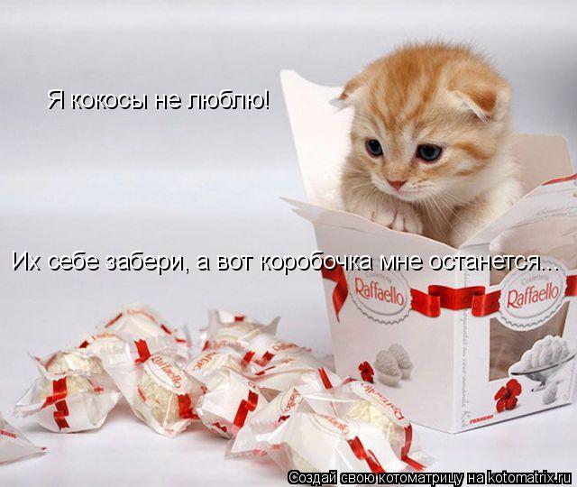 Я кокосы не люблю! Их себе забери, а вот коробочка мне останется...... Котоматрица: Я кокосы не люблю! Их себе забери, а вот коробочка мне останется...