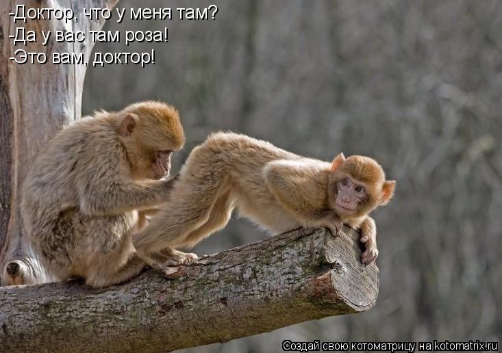 -Доктор, что у меня там? -Да у вас там роза! -Это вам, доктор!... Котоматрица: -Доктор, что у меня там? -Да у вас там роза! -Это вам, доктор!