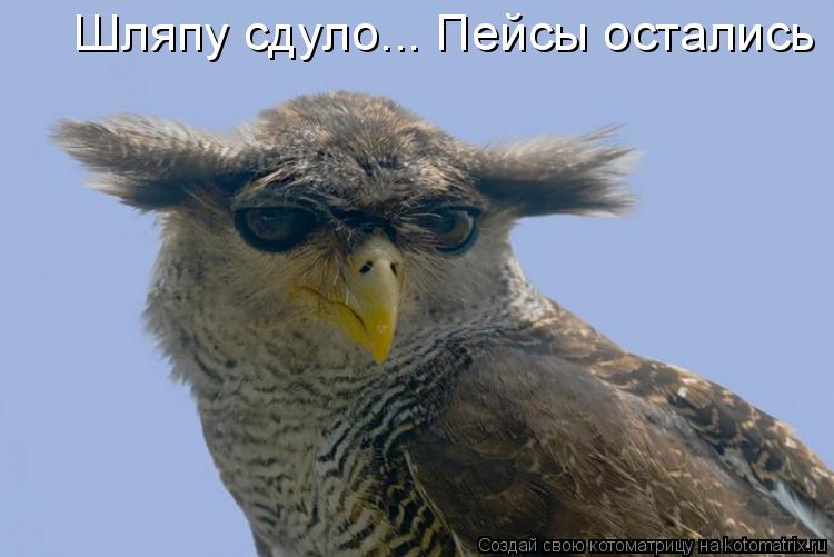 Шляпу сдуло... Пейсы остались... Котоматрица: Шляпу сдуло... Пейсы остались