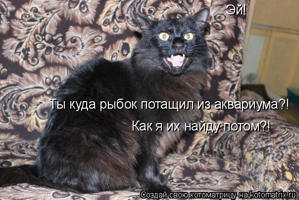 Эй! Ты куда рыбок потащил из аквариума?! Как я их найду потом?!... Котоматрица: Эй! Ты куда рыбок потащил из аквариума?! Как я их найду потом?!