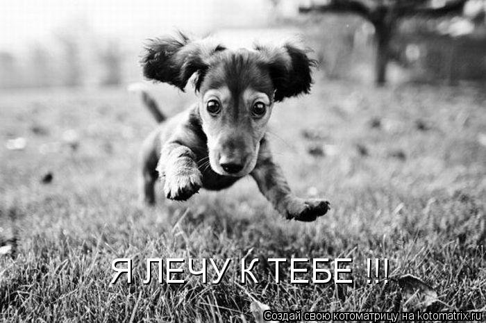 Я ЛЕЧУ К ТЕБЕ !!!... Котоматрица: Я ЛЕЧУ К ТЕБЕ !!!