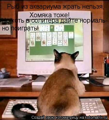 Рыб из аквариума жрать нельзя, Хомяка тоже! Но хоть в солитера дайте нормаль- но поиграть!... Котоматрица: Рыб из аквариума жрать нельзя, Хомяка тоже! Но хоть в солитера дайте нормаль- но поиграть!