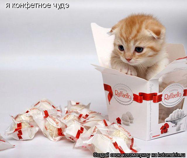 я конфетное чудэ... Котоматрица: я конфетное чудэ