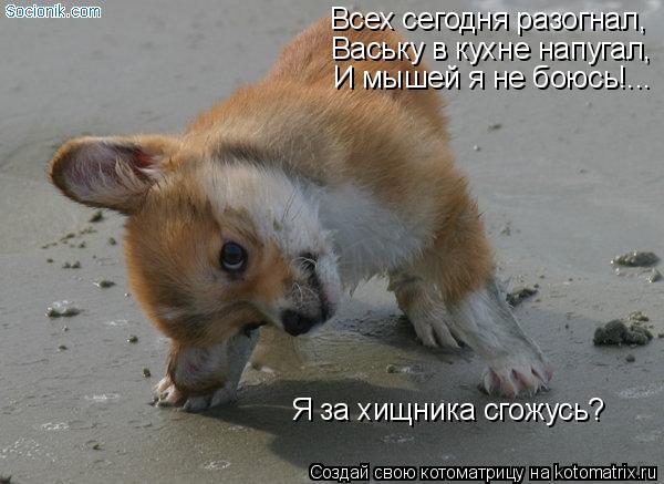 Всех сегодня разогнал, Ваську в кухне напугал, И мышей я не боюсь!... Я за хищника сгожусь?... Котоматрица: Всех сегодня разогнал, Ваську в кухне напугал, И мышей я не боюсь!... Я за хищника сгожусь?