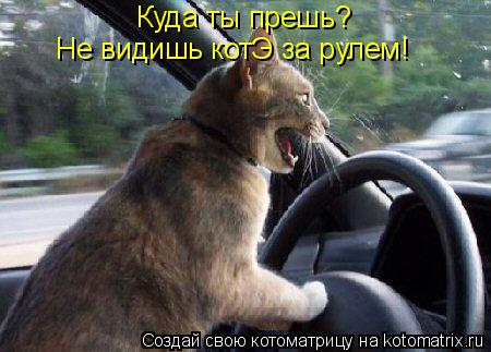 Куда ты прешь? Не видишь котЭ за рулем!... Котоматрица: Куда ты прешь? Не видишь котЭ за рулем!