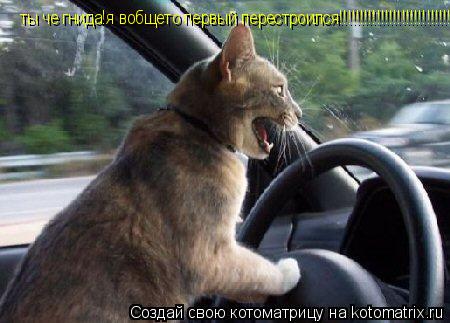 ты че гнида!я вобщето первый перестроился!!!!!!!!!!!!!!!!!!!!!!!!!!!!!!!!... Котоматрица: ты че гнида!я вобщето первый перестроился!!!!!!!!!!!!!!!!!!!!!!!!!!!!!!!!
