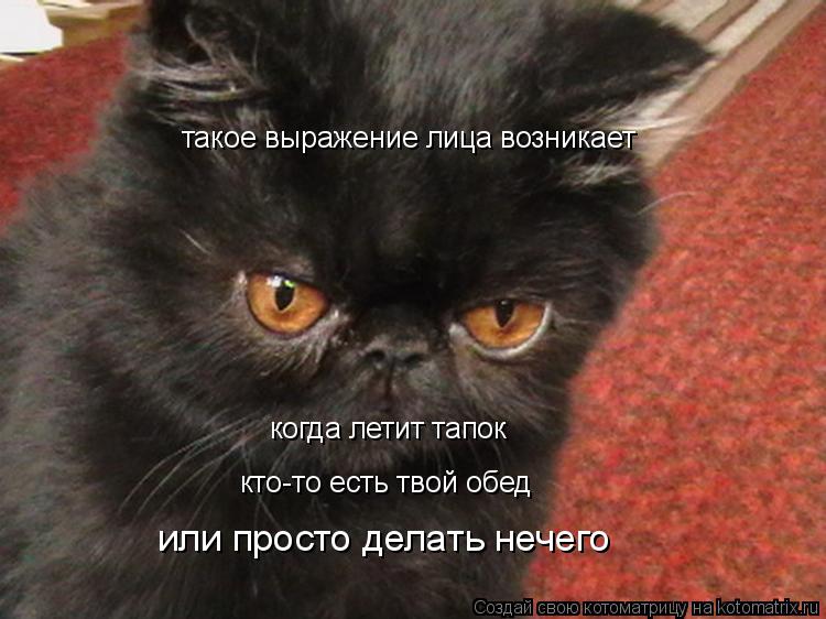 такое выражение лица возникает когда летит тапок кто-то есть твой обед или просто делать нечего... Котоматрица: такое выражение лица возникает когда летит тапок кто-то есть твой обед или просто делать нечего