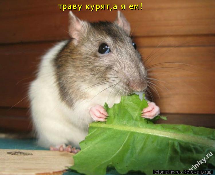траву курят,а я ем!... Котоматрица: траву курят,а я ем!