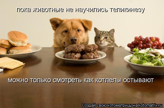 пока животные не научились теликинезу можно только смотреть как котлелы остывают... Котоматрица: пока животные не научились теликинезу можно только смотреть как котлелы остывают