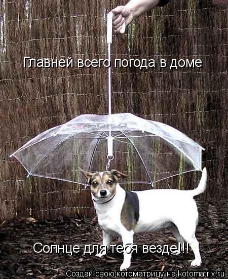 Главней всего погода в доме Солнце для тебя везде!!!... Котоматрица: Главней всего погода в доме Солнце для тебя везде!!!