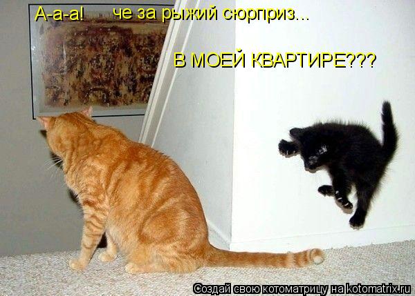 А-а-а! че за рыжий сюрприз... В МОЕЙ КВАРТИРЕ???... Котоматрица: А-а-а! че за рыжий сюрприз... В МОЕЙ КВАРТИРЕ???