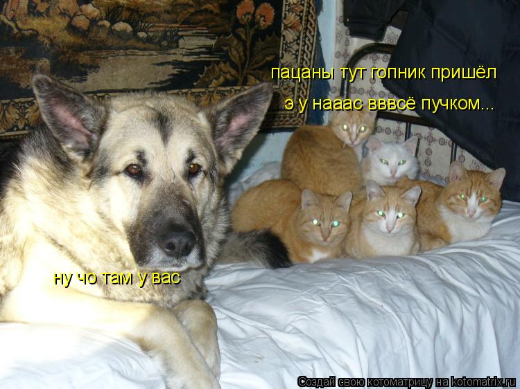 пацаны тут гопник пришёл ну чо там у вас э у нааас вввсё пучком...... Котоматрица: пацаны тут гопник пришёл ну чо там у вас э у нааас вввсё пучком...