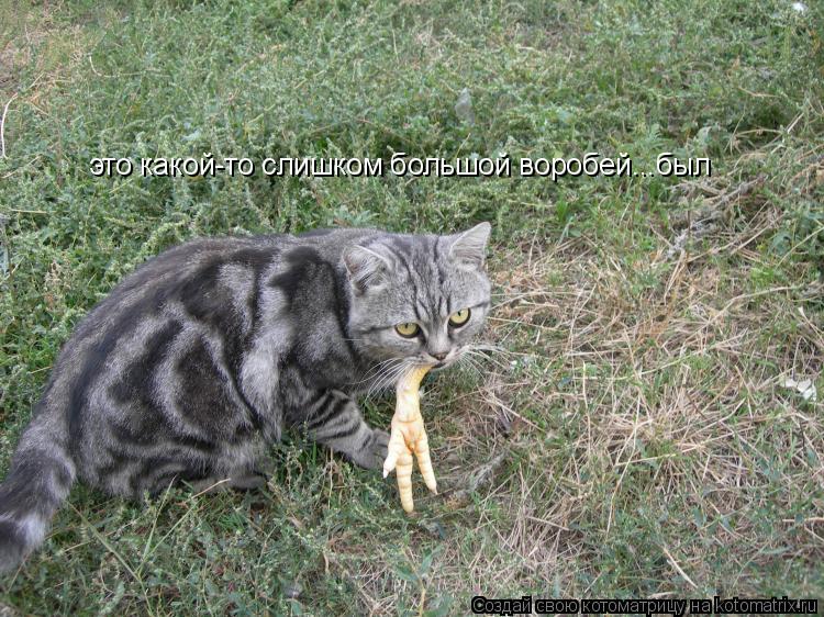 это какой-то слишком большой воробей...был... Котоматрица: это какой-то слишком большой воробей...был