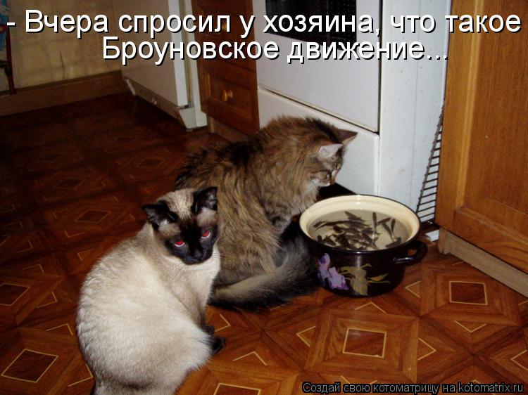 Броуновское движение... - Вчера спросил у хозяина, что такое... Котоматрица: Броуновское движение... - Вчера спросил у хозяина, что такое