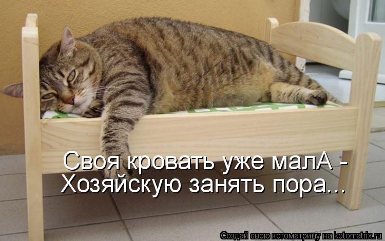 Котоматрица: Своя кровать уже малА -  Хозяйскую занять пора...