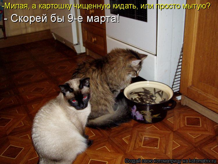 -Милая, а картошку чищенную кидать, или просто мытую? - Скорей бы 9-е марта!... Котоматрица: -Милая, а картошку чищенную кидать, или просто мытую? - Скорей бы 9-е марта!