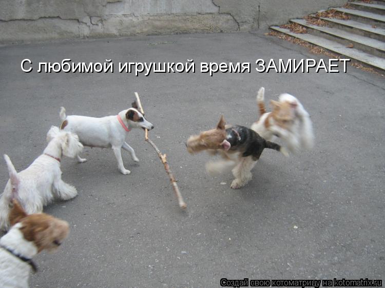 С любимой игрушкой время ЗАМИРАЕТ... Котоматрица: С любимой игрушкой время ЗАМИРАЕТ