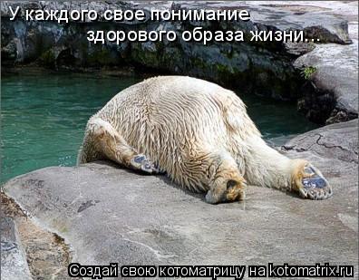 У каждого свое понимание здорового образа жизни...... Котоматрица: У каждого свое понимание здорового образа жизни...