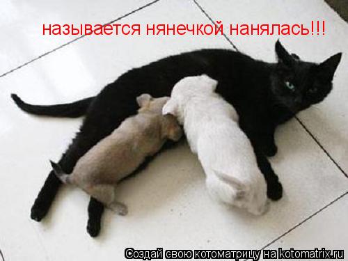 называется нянечкой нанялась!!!... Котоматрица: называется нянечкой нанялась!!!