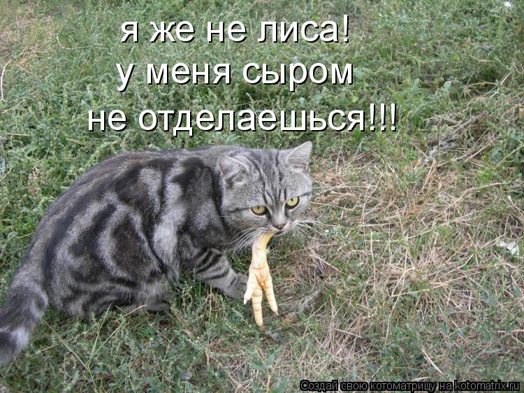 я же не лиса! у меня сыром не отделаешься!!!... Котоматрица: я же не лиса! у меня сыром не отделаешься!!!