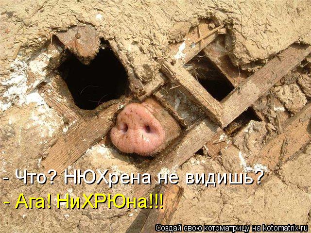 - Что? НЮХрена не видишь? - Ага! НиХРЮна!!!... Котоматрица: - Что? НЮХрена не видишь? - Ага! НиХРЮна!!!