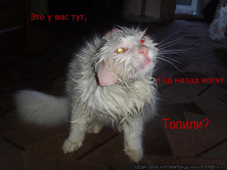 Это у вас тут, Год назад котят Топили?... Котоматрица: Это у вас тут, Год назад котят Топили?