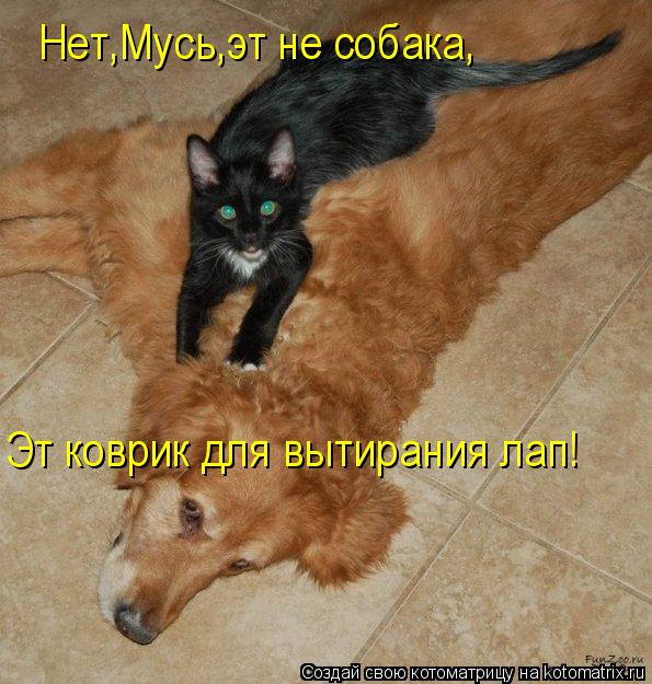 Нет,Мусь,эт не собака, Эт коврик для вытирания лап!... Котоматрица: Нет,Мусь,эт не собака, Эт коврик для вытирания лап!
