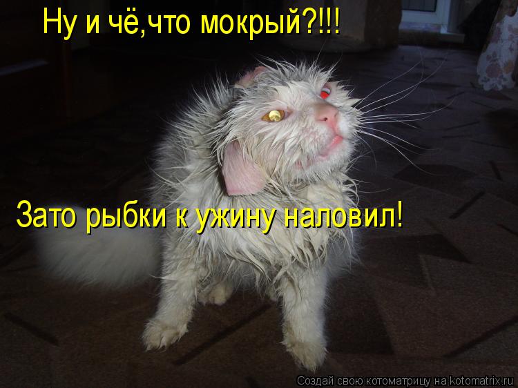 Ну и чё,что мокрый?!!! Зато рыбки к ужину наловил!... Котоматрица: Ну и чё,что мокрый?!!! Зато рыбки к ужину наловил!