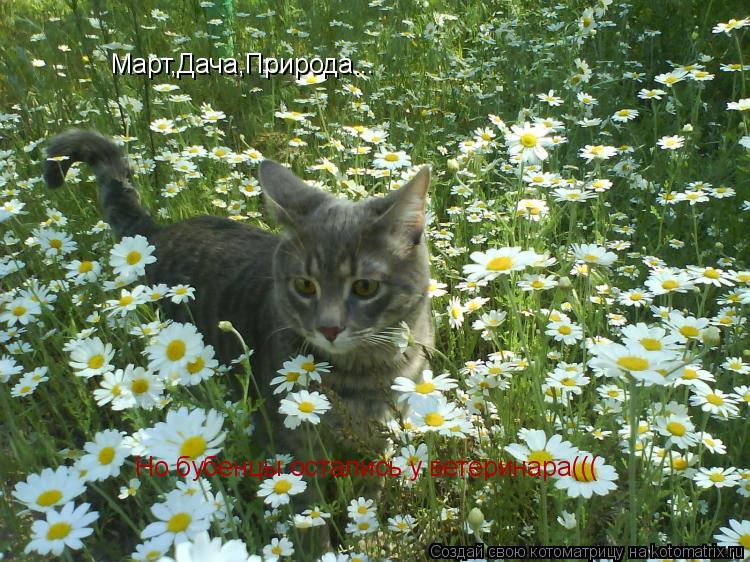 Март,Дача,Природа... Но бубенцы остались у ветеринара(((... Котоматрица: Март,Дача,Природа... Но бубенцы остались у ветеринара(((