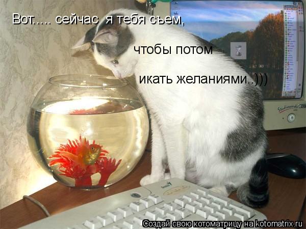 Вот..... сейчас я тебя съем, чтобы потом икать желаниями..)))... Котоматрица: Вот..... сейчас я тебя съем, чтобы потом икать желаниями..)))