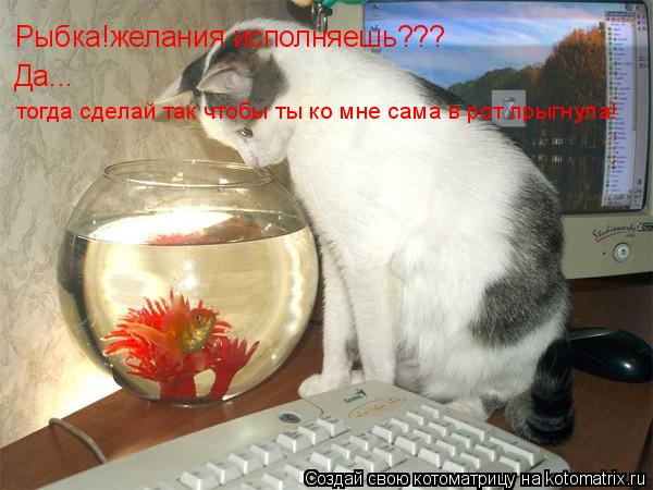 Рыбка!желания исполняешь??? Да... тогда сделай так чтобы ты ко мне сама в рот прыгнула!... Котоматрица: Рыбка!желания исполняешь??? Да... тогда сделай так чтобы ты ко мне сама в рот прыгнула!