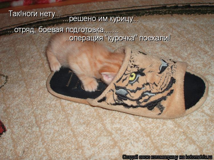Так!ноги нету .. ...решено им курицу... ...отряд, боевая подготовка....... ..операция "курочка" поеха... Котоматрица: Так!ноги нету .. ...решено им курицу... ...отряд, боевая подготовка....... ..операция "курочка" поехали!