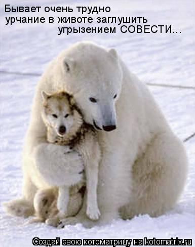 Бывает очень трудно урчание в животе заглушить угрызением СОВЕСТИ...... Котоматрица: Бывает очень трудно урчание в животе заглушить угрызением СОВЕСТИ...