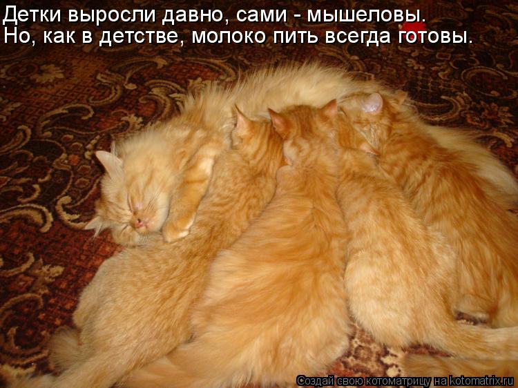 Но, как в детстве, молоко пить всегда готовы. Детки выросли давно, сами - мышеловы.... Котоматрица: Но, как в детстве, молоко пить всегда готовы. Детки выросли давно, сами - мышеловы.