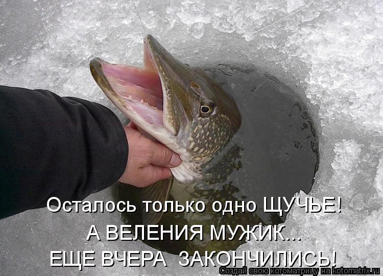 Осталось только одно ЩУЧЬЕ! А ВЕЛЕНИЯ МУЖИК... ЕЩЕ ВЧЕРА ЗАКОНЧИЛИСЬ!... Котоматрица: Осталось только одно ЩУЧЬЕ! А ВЕЛЕНИЯ МУЖИК... ЕЩЕ ВЧЕРА ЗАКОНЧИЛИСЬ!
