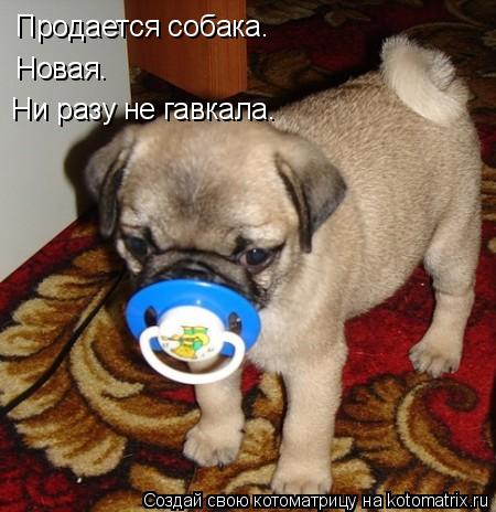 Продается собака. Новая. Ни разу не гавкала.... Котоматрица: Продается собака. Новая. Ни разу не гавкала.