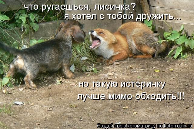 что ругаешься, лисичка? я хотел с тобой дружить... но такую истеричку лучше мимо обходить!!!... Котоматрица: что ругаешься, лисичка? я хотел с тобой дружить... но такую истеричку лучше мимо обходить!!!